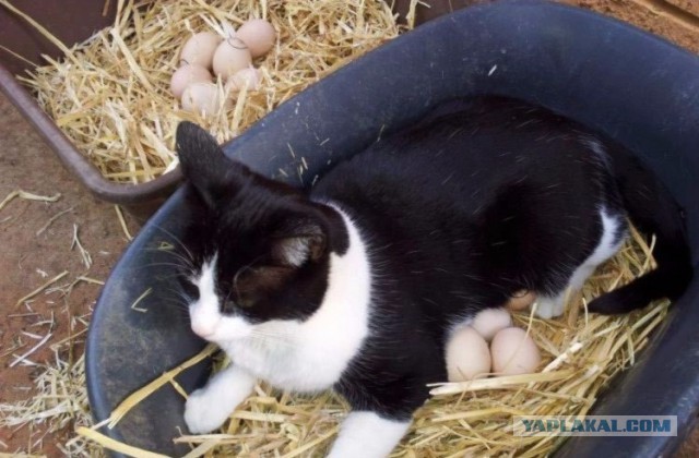 Подборка смешных, не очень и просто красивых фотографий