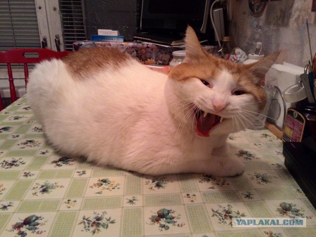 Котовторник 05.07.16