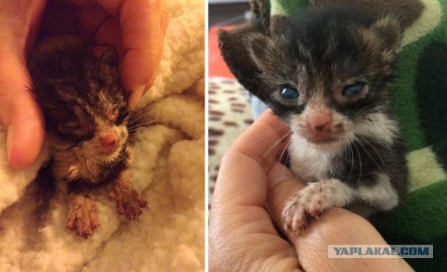 Спасение крошечного котенка, найденного посреди поля в ужасном состоянии