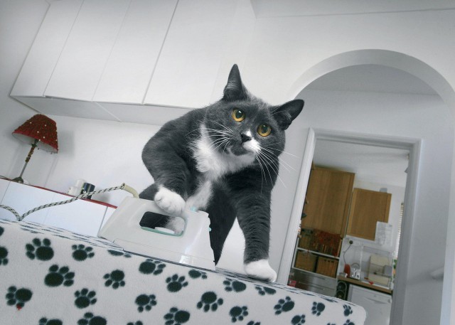 Коты из сети