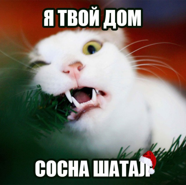 Коты из сети