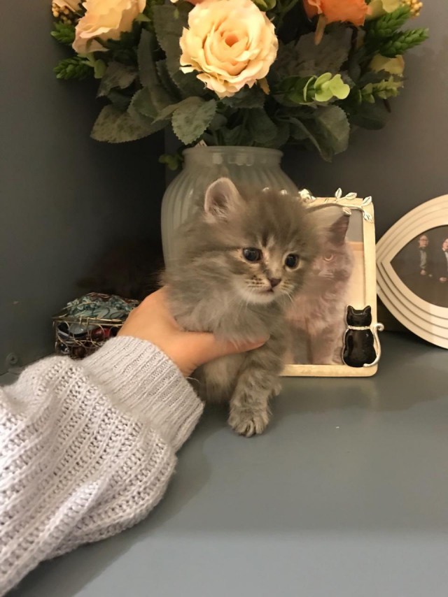 Коты и Кошки