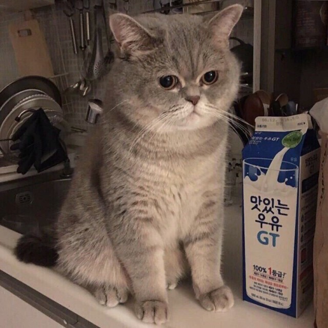 Прикольных котов пост