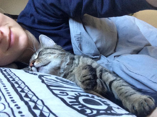 Прикольных котов пост
