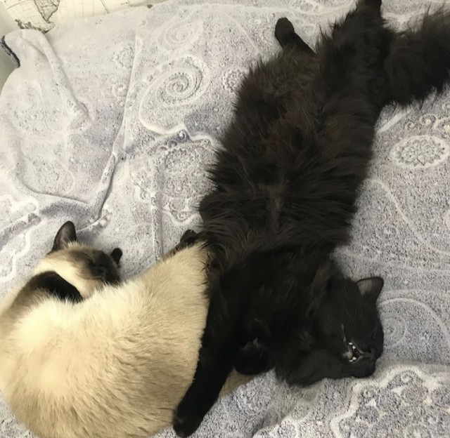 Котовторник ждали? А вот и он!