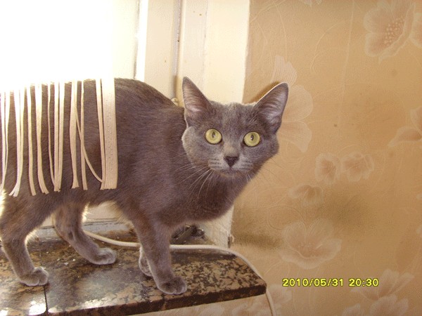 Котовторник