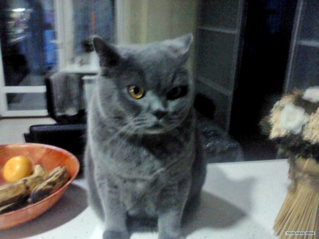 Котовторник 06.12.2011