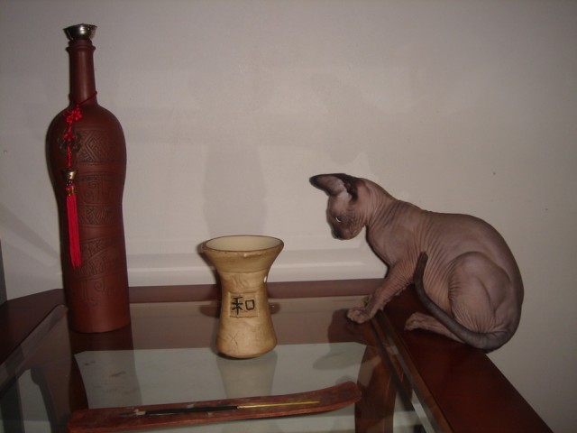 Котовторник (24. 01. 2012 )