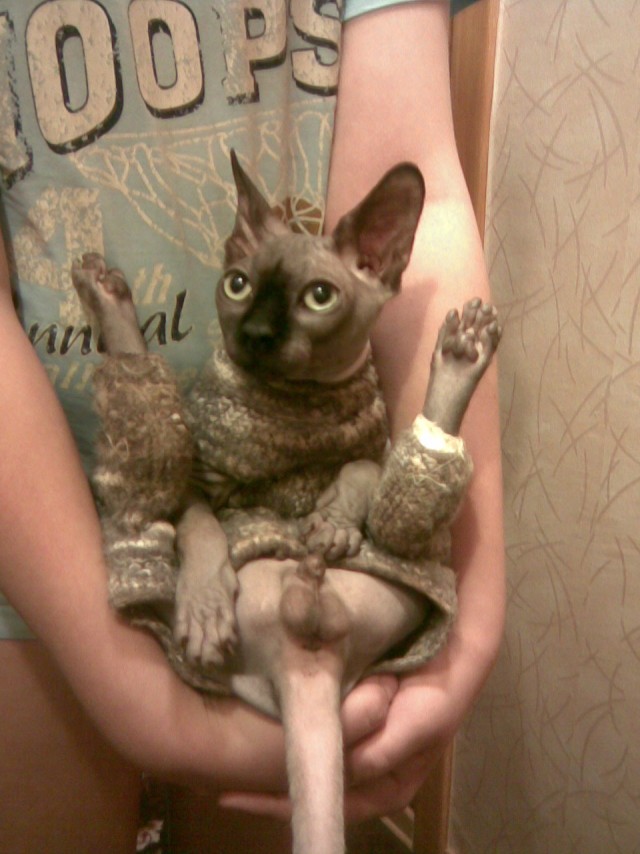 КОТОВТОРНИК (6.03.2012)