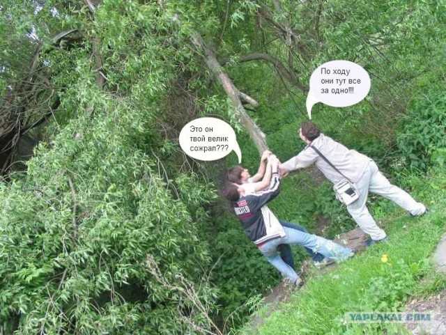 Хищное дерево