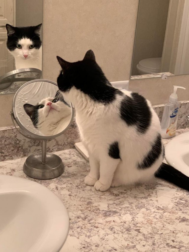 Котовторник! начнем? 04.06.19