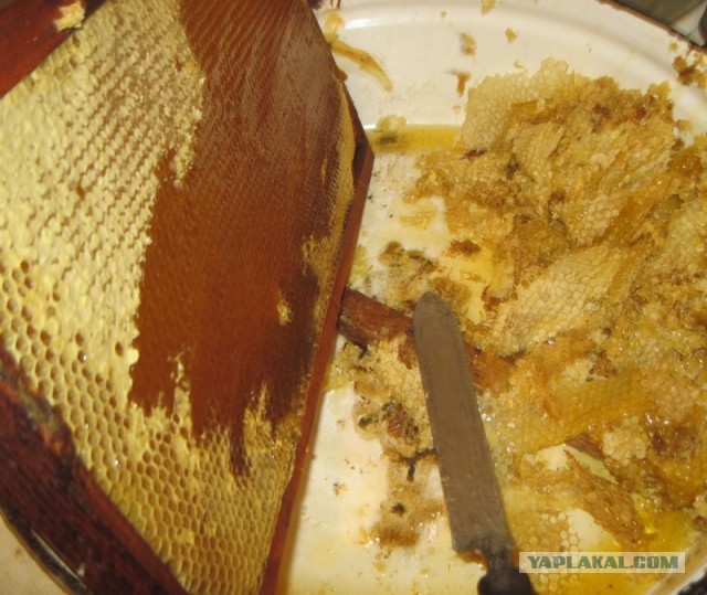 20 снимков «с запахами», которые можно почувствовать сквозь монитор