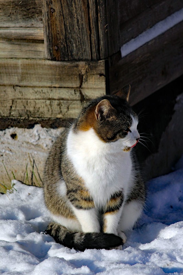 Уличные котаны
