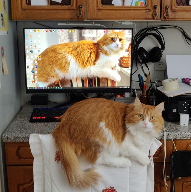 Котовторнику быть!