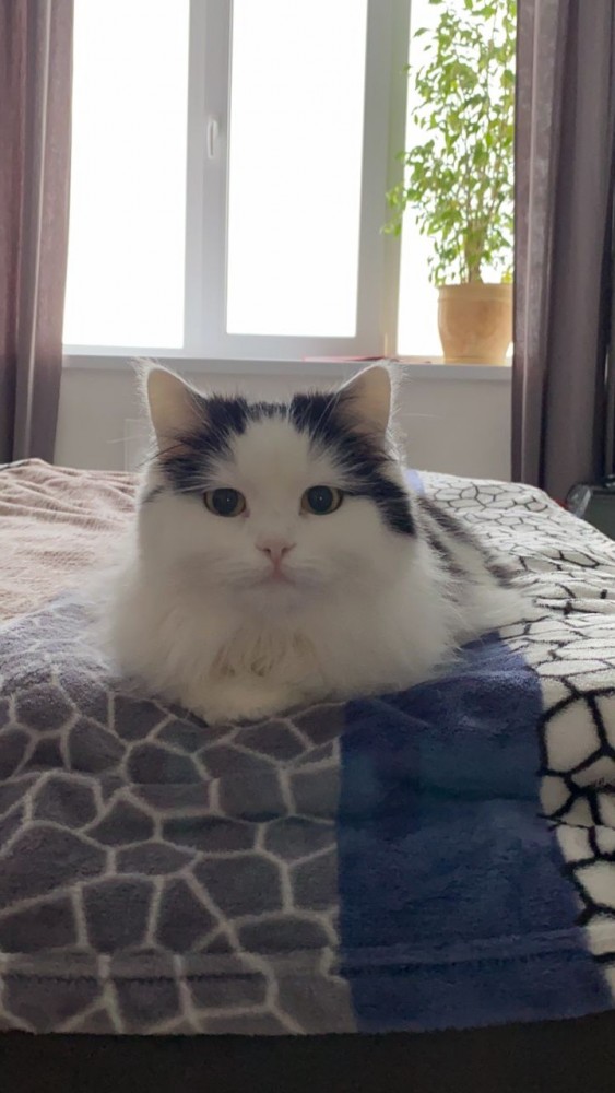 Кошка по имени Зая.