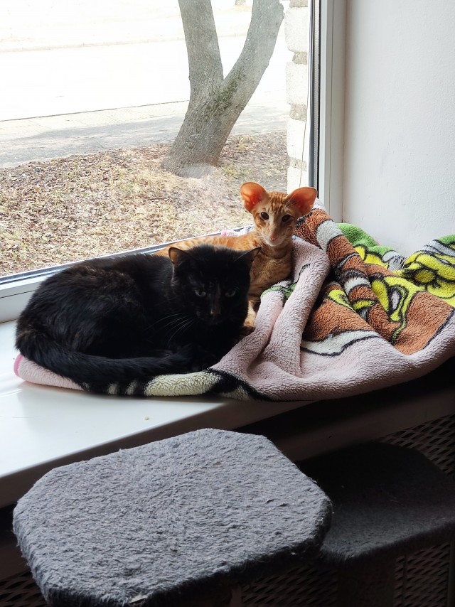А это мой котан к котовторнику