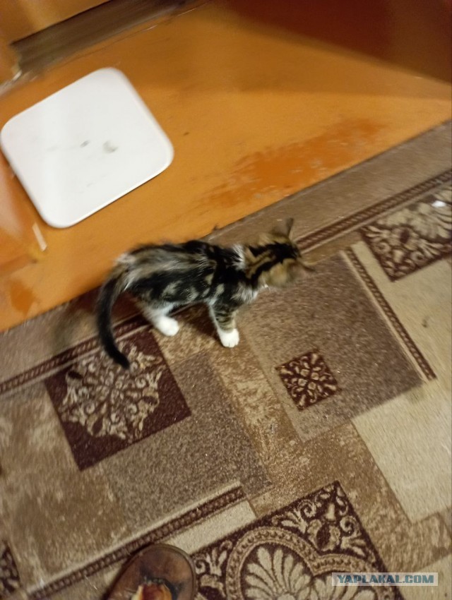 Котовторник, пополнение