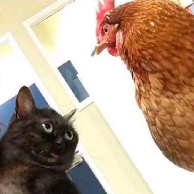 Котоюмор на ЯП. Веселые кото-картинки!