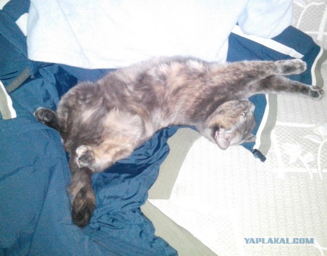 Котовторник  19.03.2013