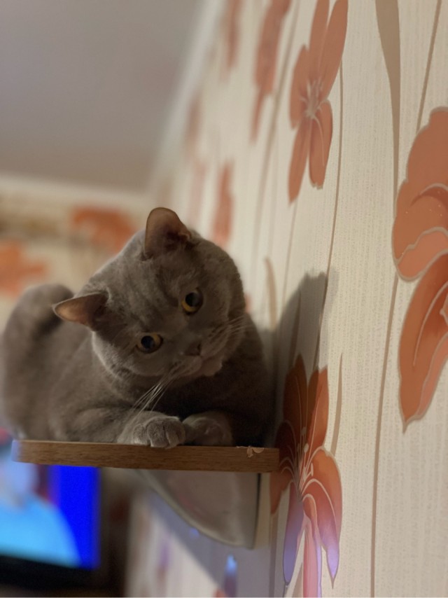 Доброе утро, ЯП