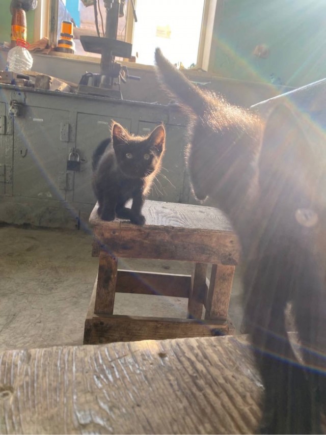 Коты-работяги