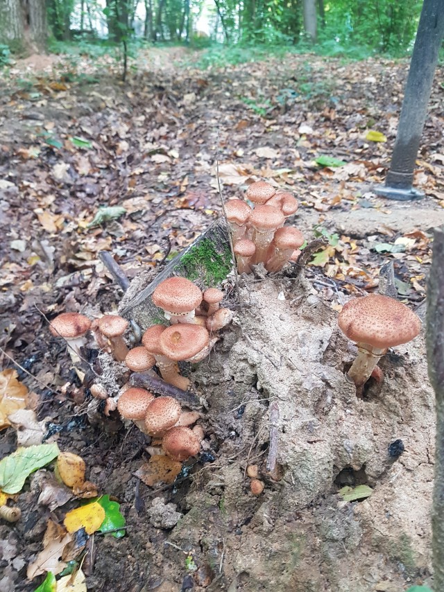 Накосили