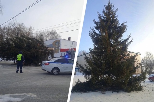 «Власть не станет этого делать, если не уверена в безнаказанности»: почему чиновники воруют елки у россиян
