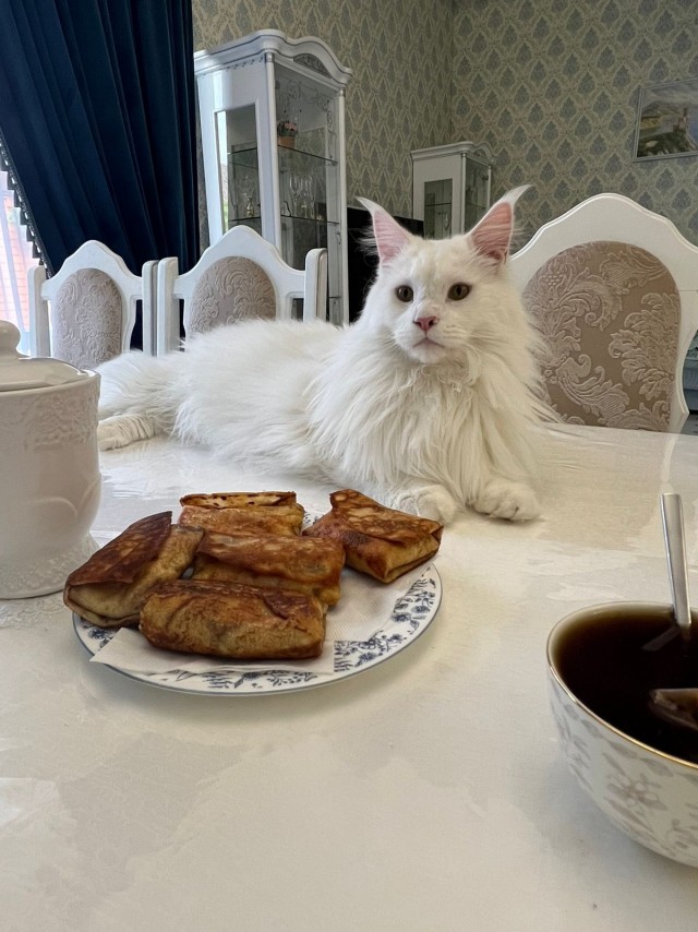 Котик Мейн-кун