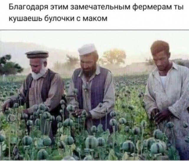 Распускающиеся бутоны садового мака