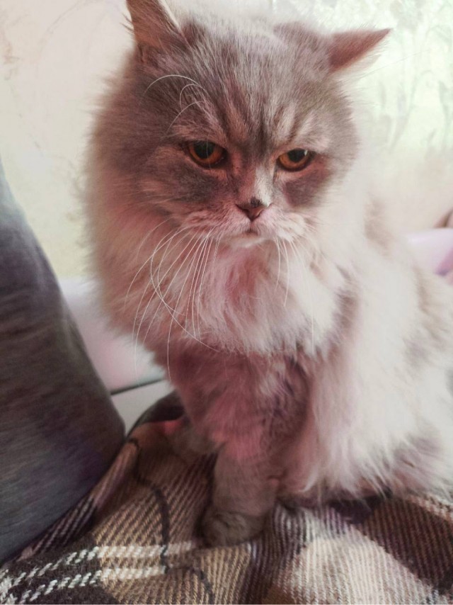 Групповой портрет - 2 кошки и собака