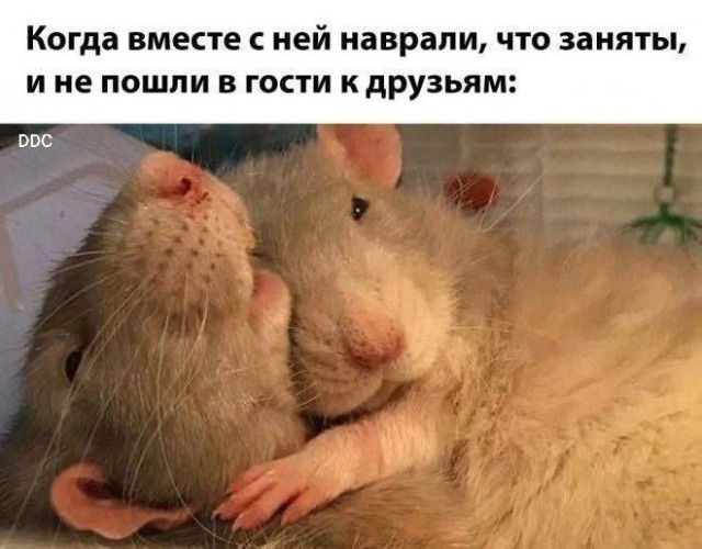 Среды картинки