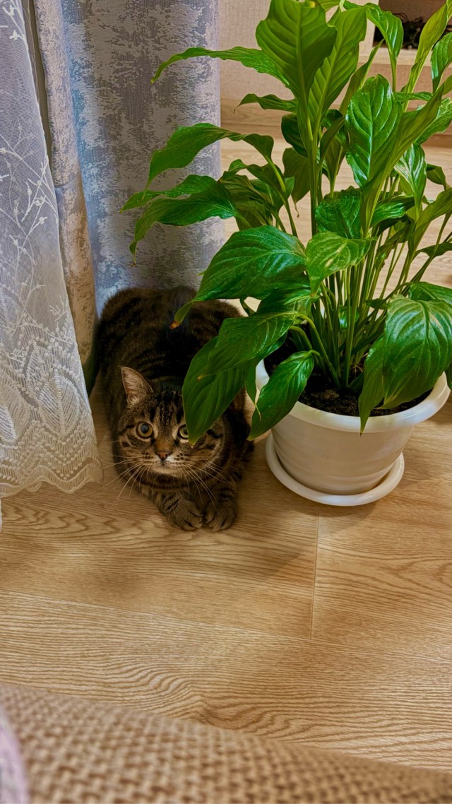 Котов вторник