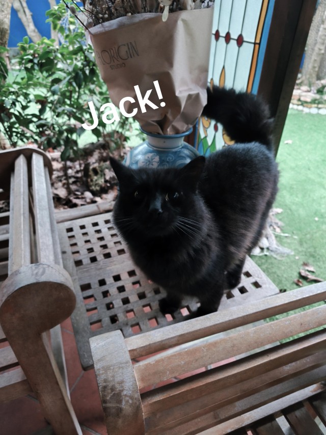 Кошачья команда