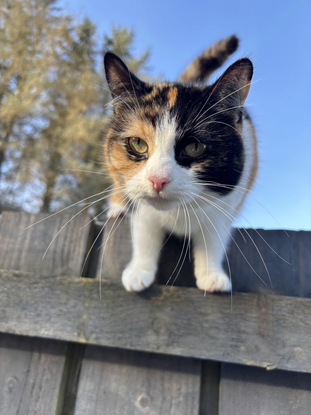 Рандомных фото котов тред