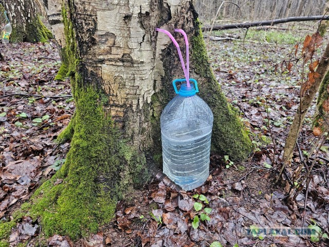 Можно ли из березового сока сделать березовый сироп?⁠⁠