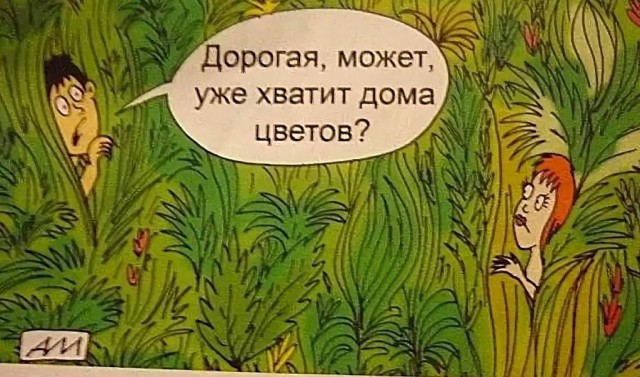 Аспарагусы