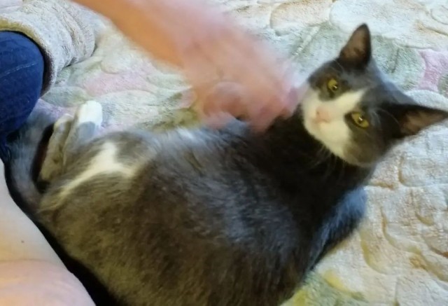 Котовторник Тимоноподобный