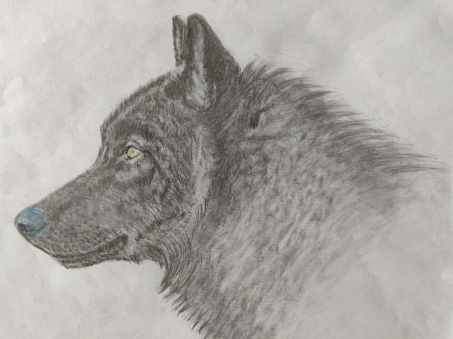 Рисунки животных. Продолжение.