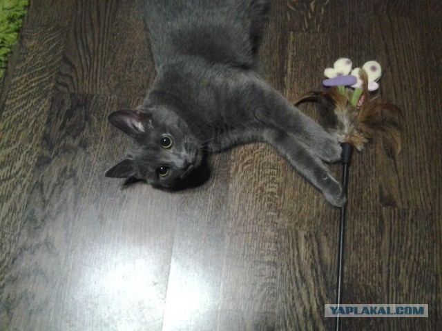 Котовторник 29.10.2013