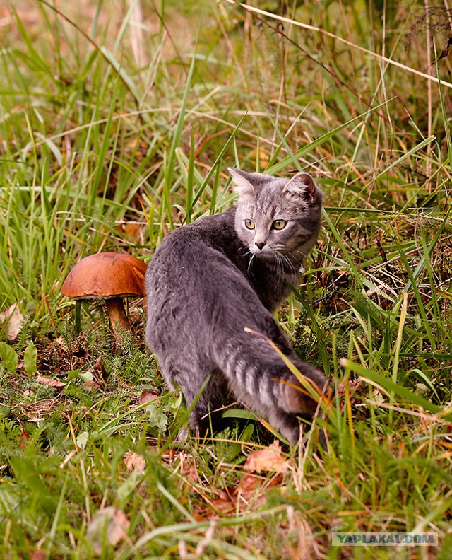 Котовторник  05.11.2013