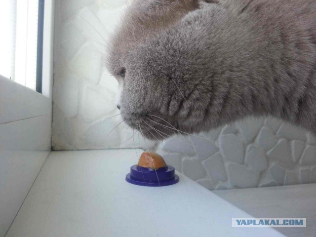Котовторник 18.03.2014