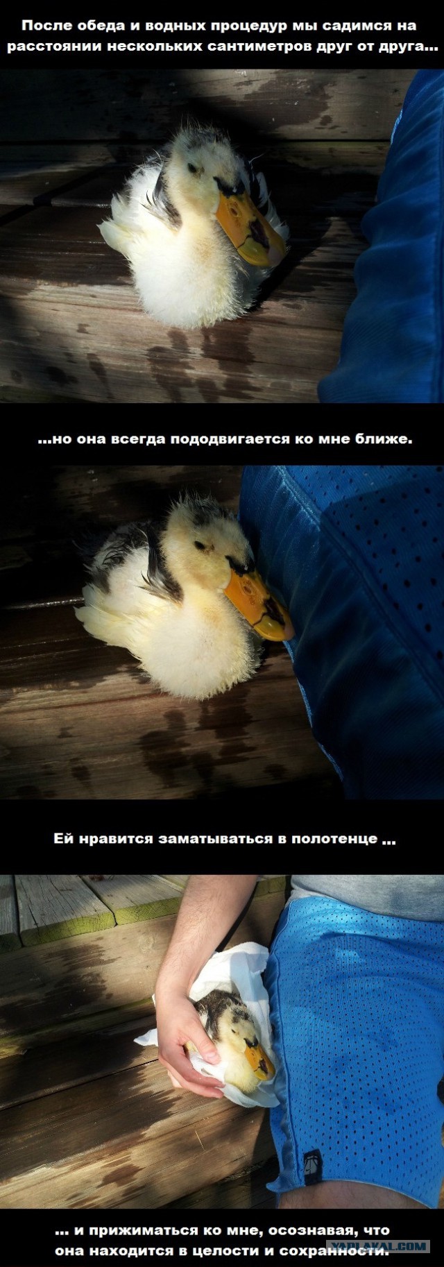 Утиная история