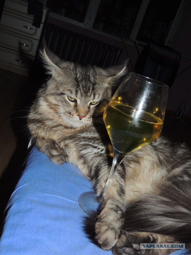 Котовторник