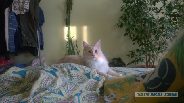 Котовторник