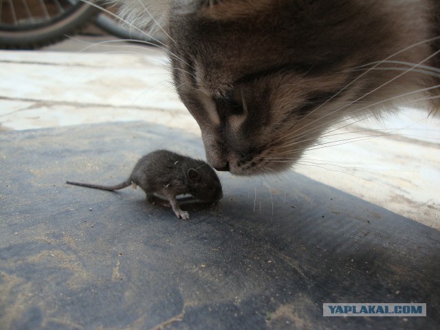 Котовторник 31.03.2015