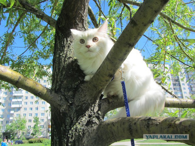 Котовторник 09.06.2015