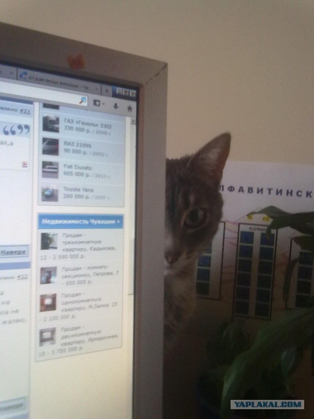 Коты в засаде