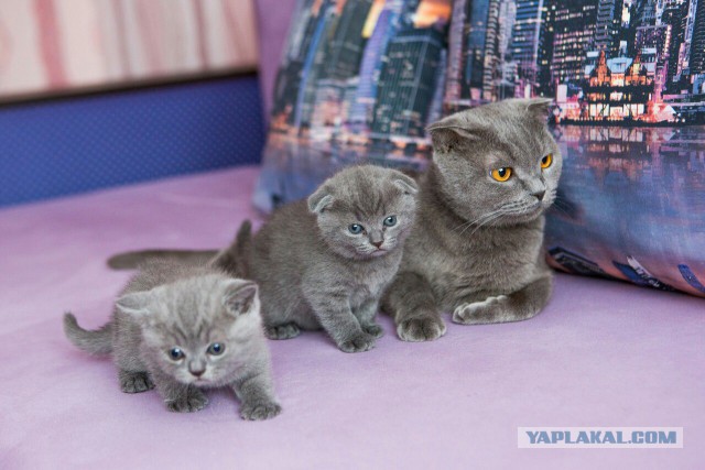 Недавно кошка родила