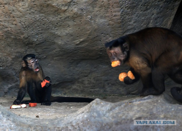 Фото сделанные в нужный момент