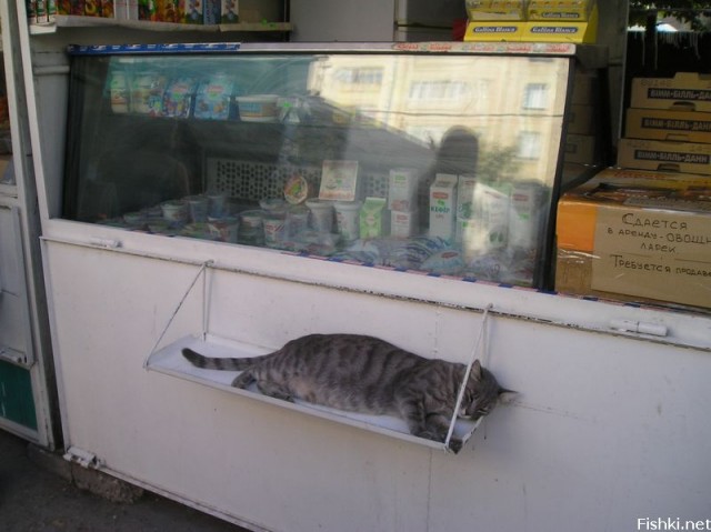 Котомет во вторник (11.12.2007)